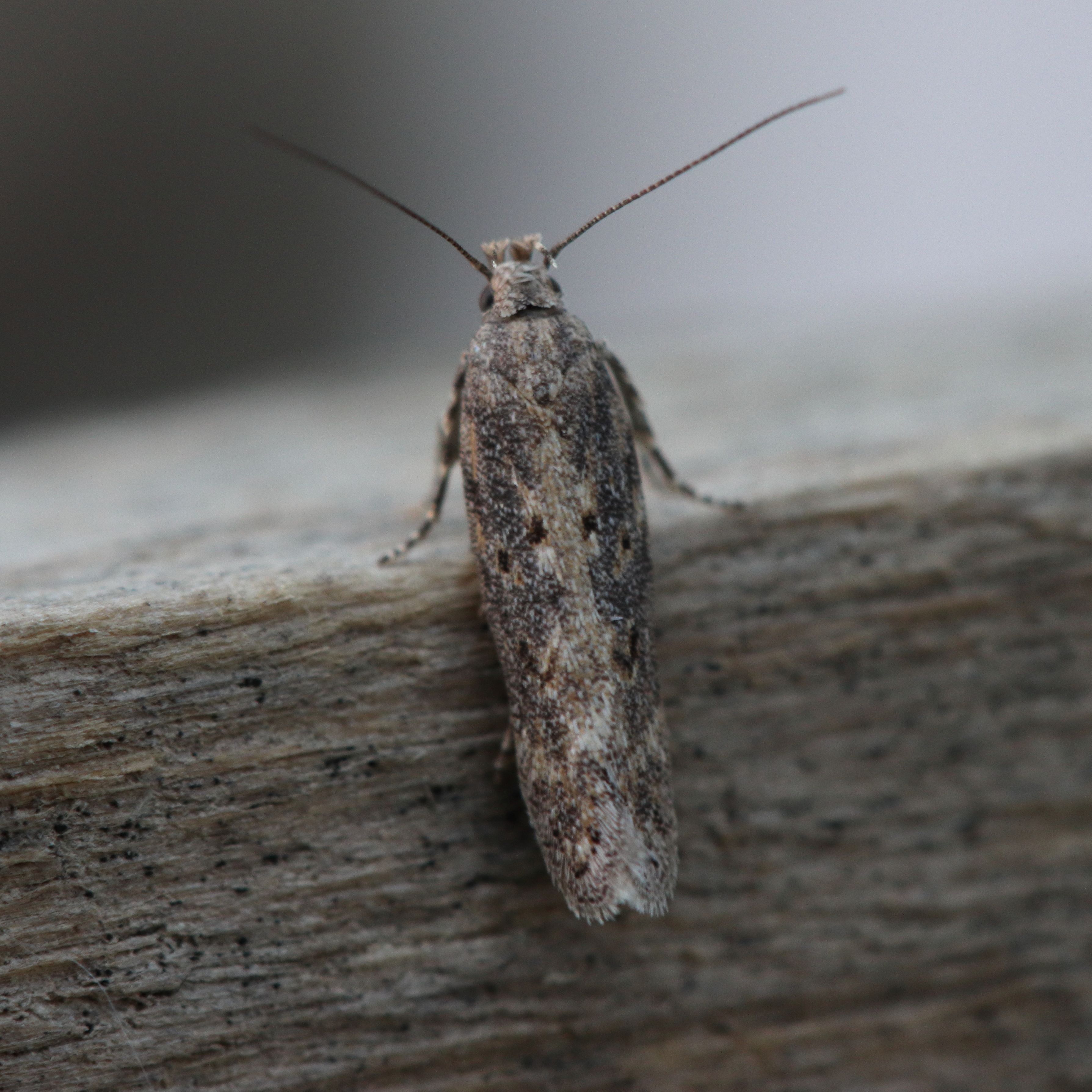 Photo of Tomato Leaf-miner (Tuta absoluta)